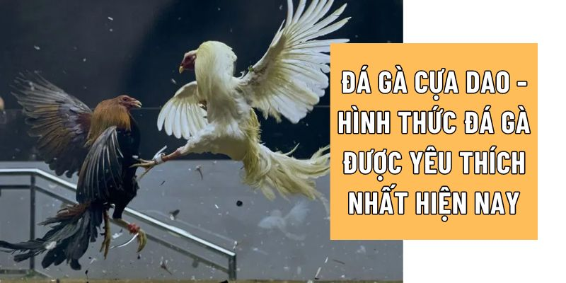 Đá gà cựa dao được yêu thích nhiều hiện nay