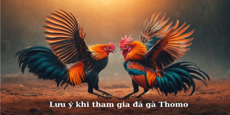 Các lưu ý quan trọng khi chơi đá gà thomo