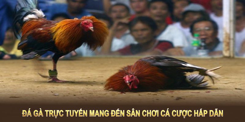 Đá gà trực tuyến mang đến sân chơi cá cược hấp dẫn bậc nhất hiện nay