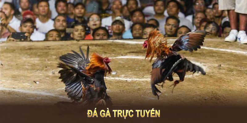 đá gà trực tuyến