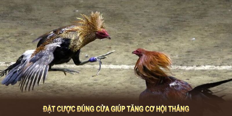 Đặt cược đúng cửa giúp tăng cơ hội thắng lớn trong đá gà trực tuyến