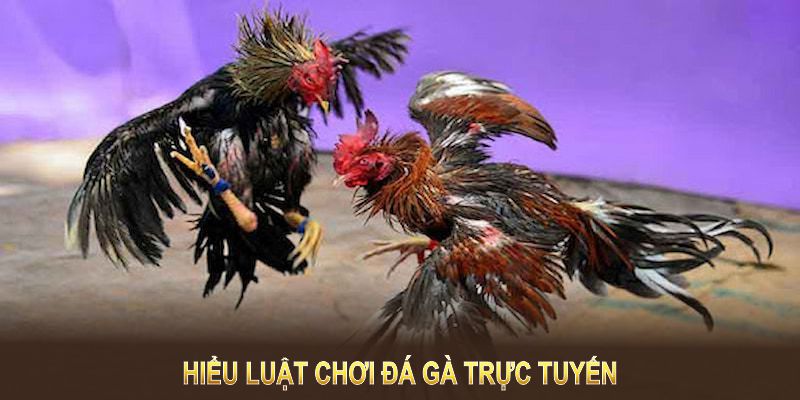 Hiểu luật chơi đá gà trực tuyến là gì giúp tăng tỷ lệ chiến thắng khi tham gia