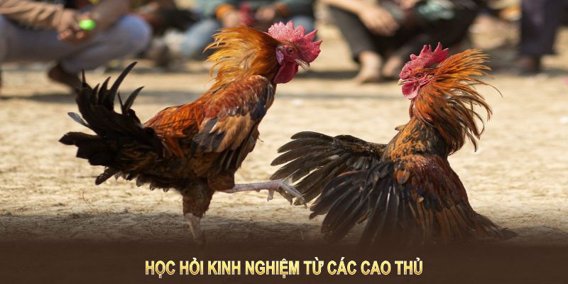 Học hỏi kinh nghiệm từ các cao thủ để nâng cao tỷ lệ chiến thắng