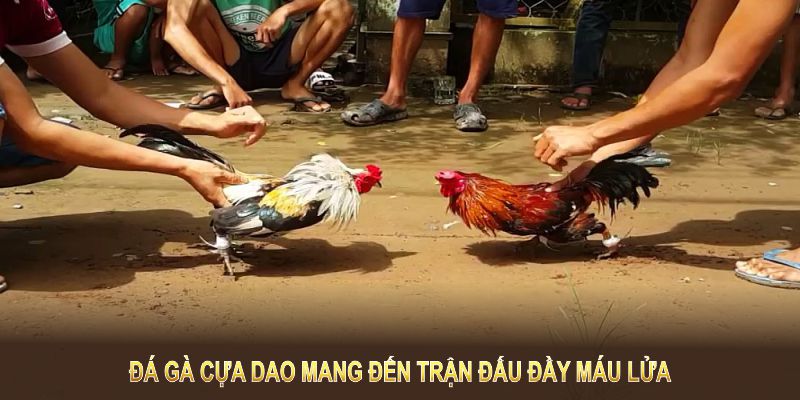 Đá gà cựa dao mang đến trận đấu đầy máu lửa và hồi hộp